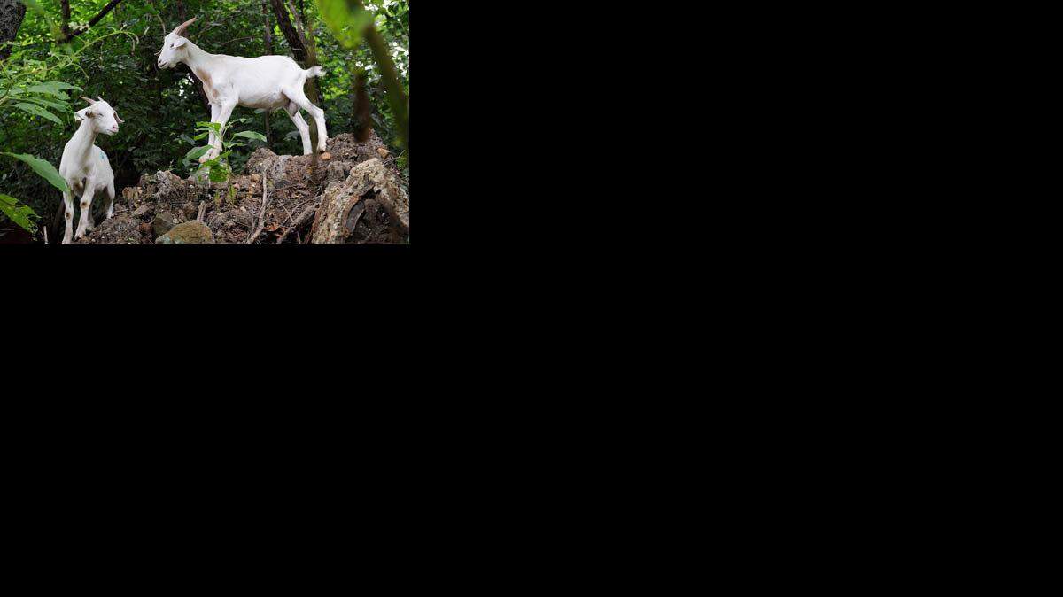 US NEWS ENV-GOATS 1 ABA