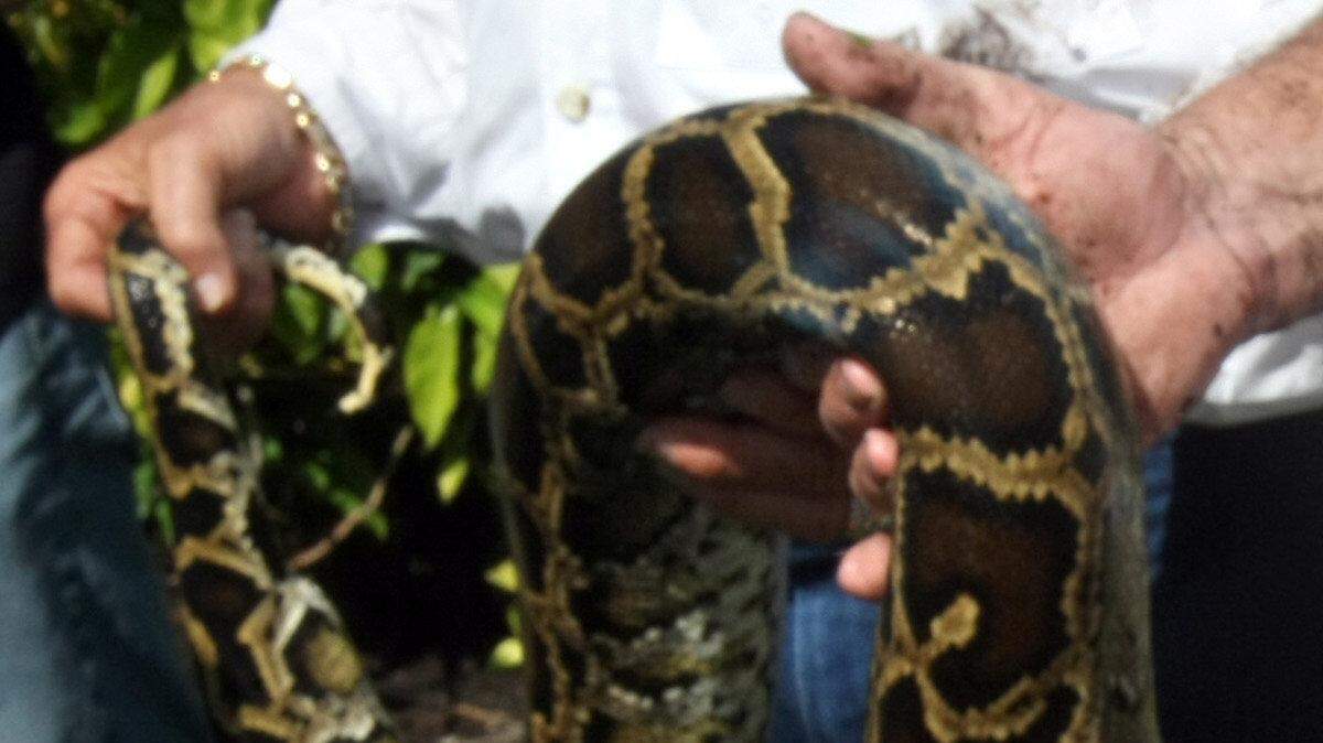 US NEWS ENV-FLORIDA-PYTHONS 2 FL