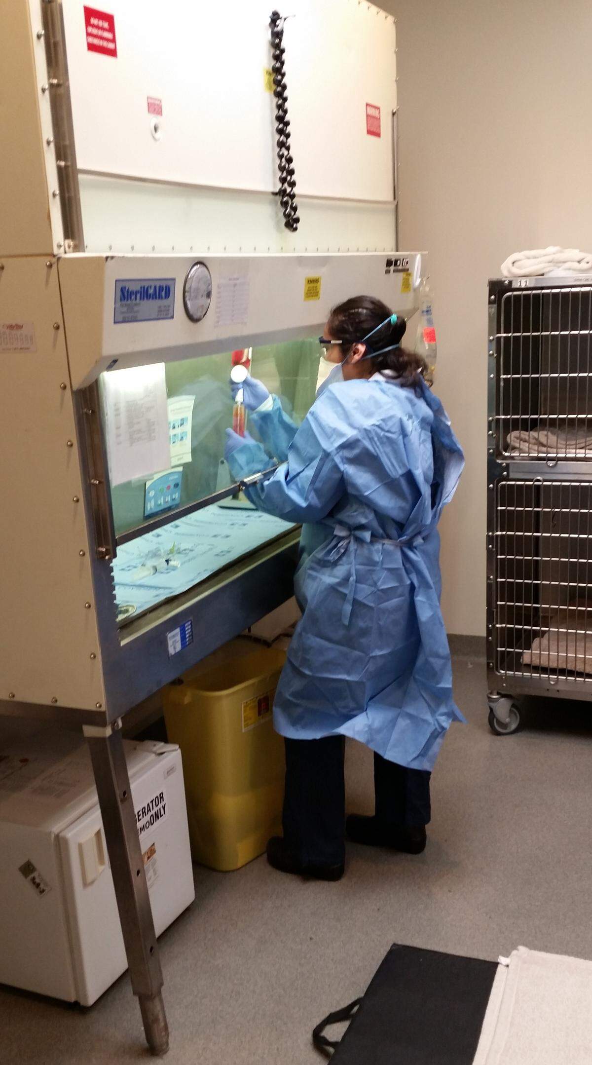 A technician prepares a treatment under a chemotherapy hood.