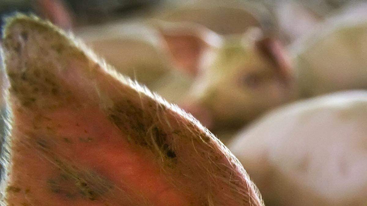 Curious hogs crowd a photographer on a Nebraska hog farm (David Eulitt/Kansas City Star/MCT)