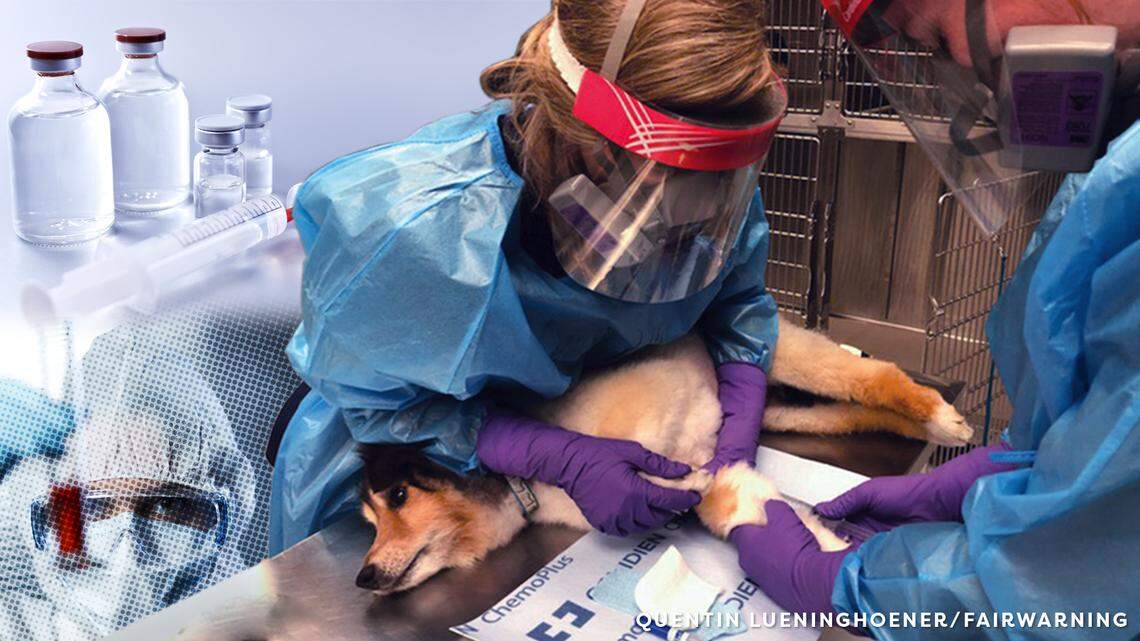 With a rise in chemotherapy for pets, veterinary staff is at increased risk for exposure