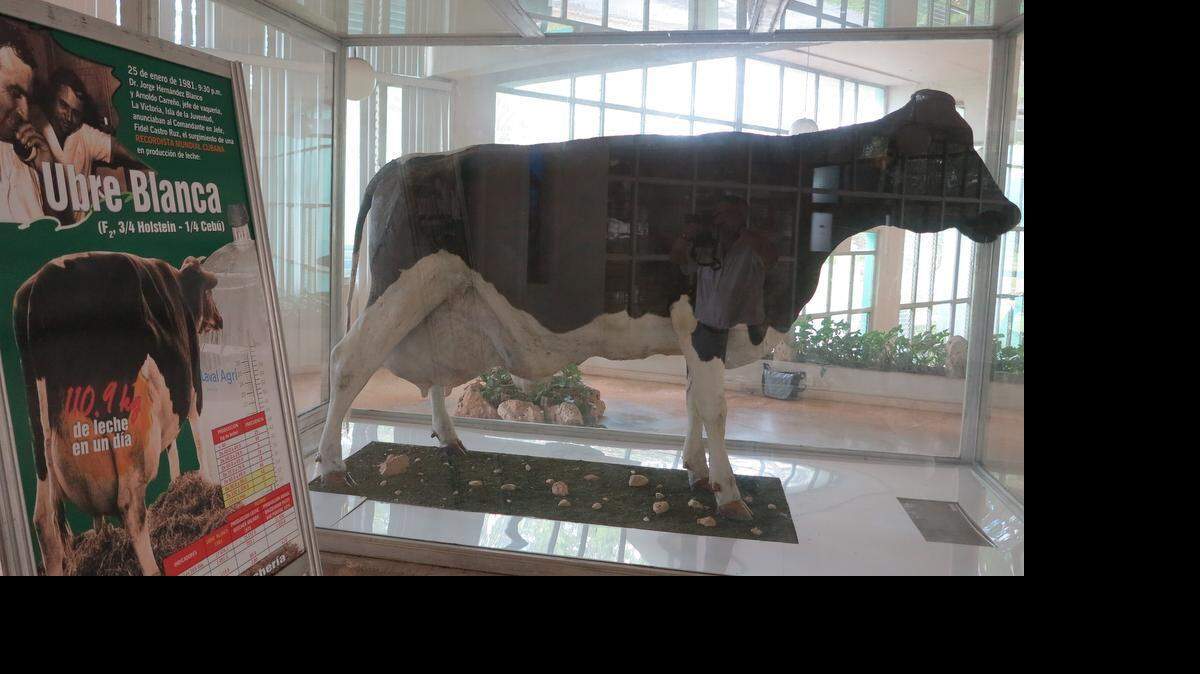 Cuba-dairy