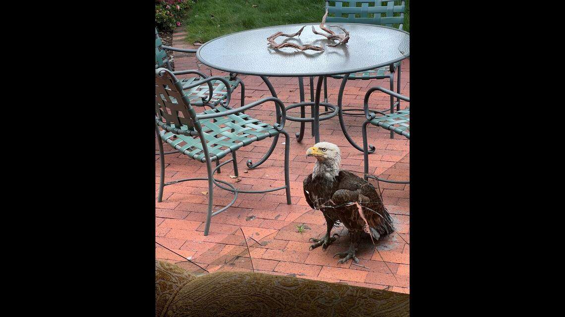 A bald eagle is shown in this photo after it crashed into a home’s back patio window in Palo Alto.