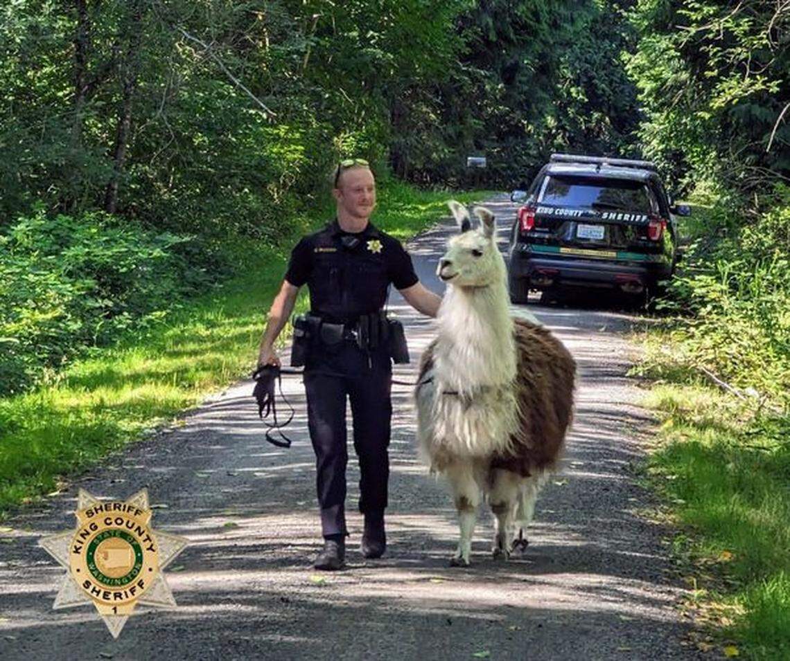 Deputy C.J. Paczosa is seen leading a llama from a roadway on July 15 near Duvall, Washington.