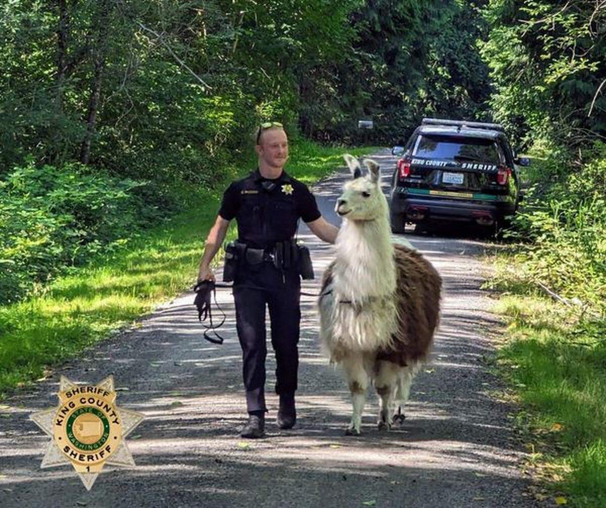 Deputy C.J. Paczosa is seen leading a llama from a roadway on July 15 near Duvall, Washington.
