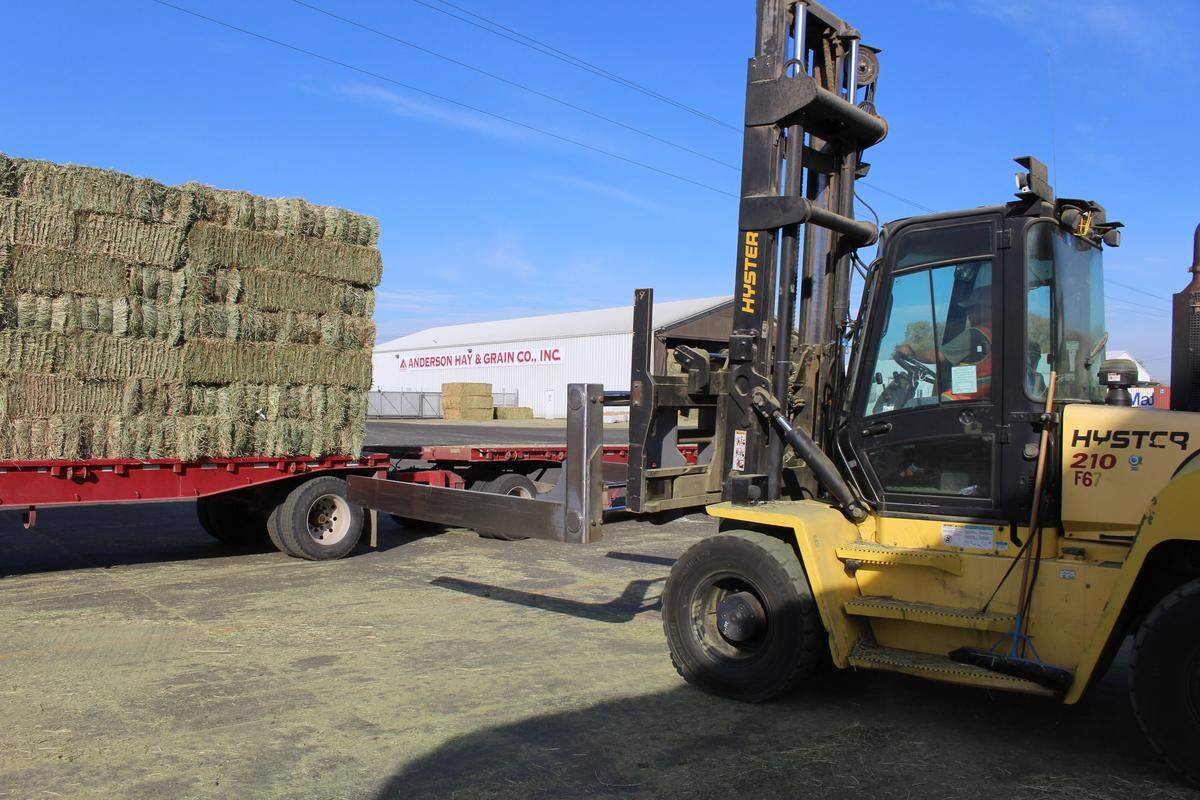A worker at Anderson Hay & Grain Co. uses a forklift to unload bales of alfalfa from a truck trailer at the company’s plant in Ellensburg, Wash., on Thursday, Oct. 18, 2018. Northwest hay exporters are one farm industry hurt by China’s retaliatory tariffs, which has become an issue in at least two of the state’s competitive House races in the midterms.