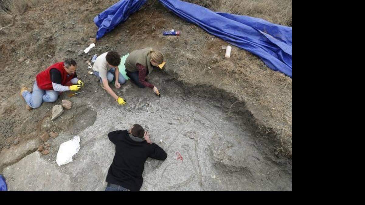 Whiteside Museum of Natural History director Christopher Flis (lying on the ground), and volunteers Stewart Nolan, son Travis, 13, and Leigh Cook work to unearth a Dimetrodon skeleton for the museum in Seymour, Texas.
