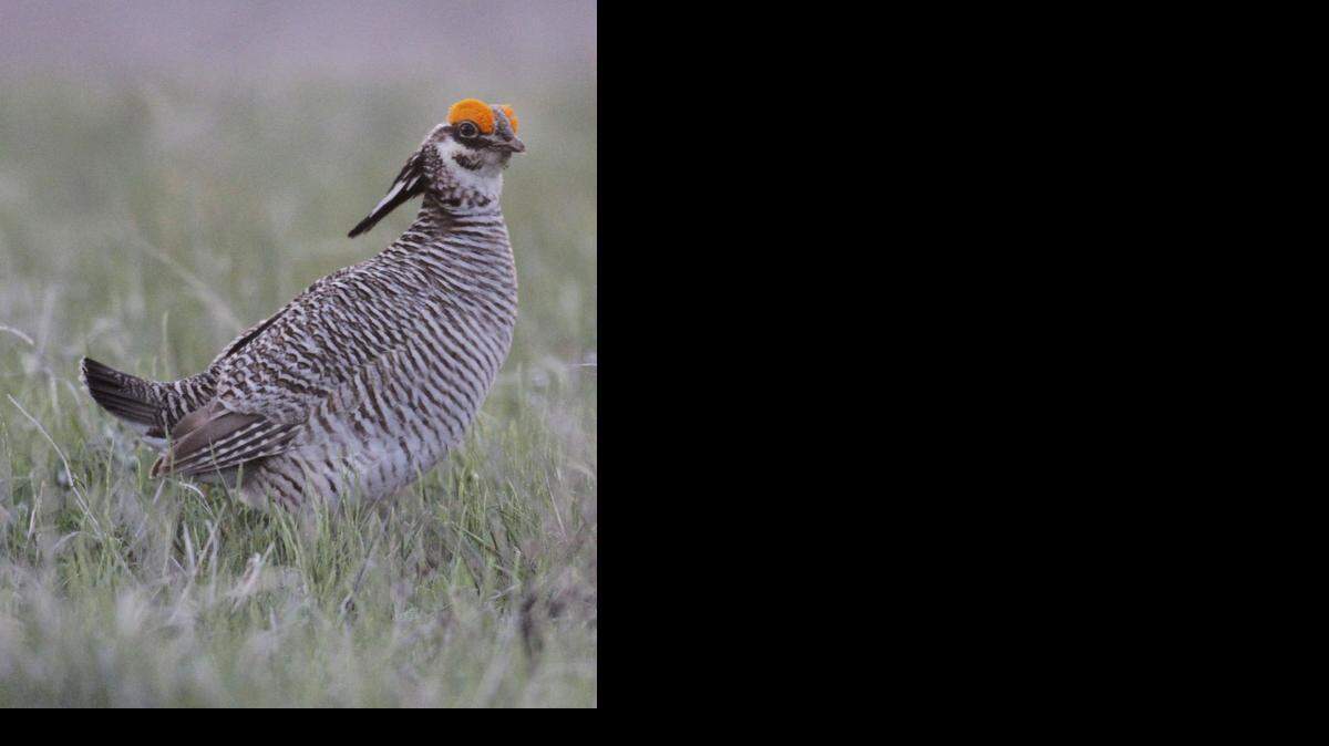 US NEWS ENV-PRAIRIECHICKEN 10 WI