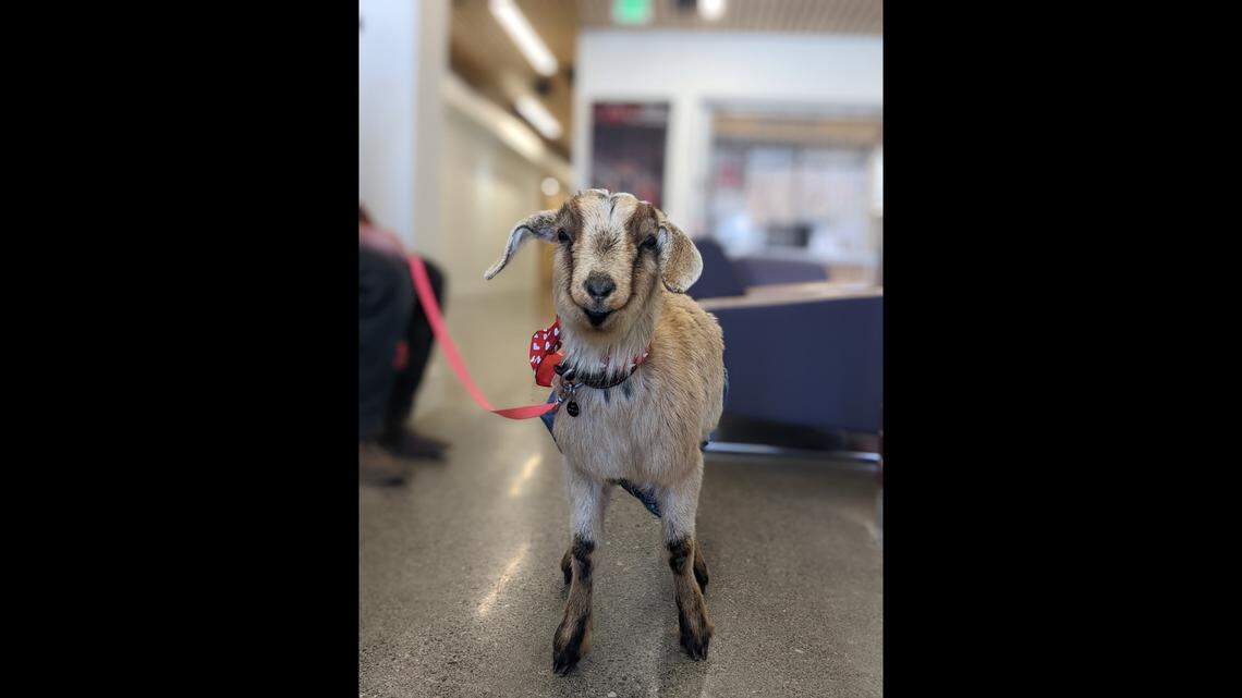 Vern was completely booked for goat grams on Feb. 14, 2023, in Ellensburg, Washington.