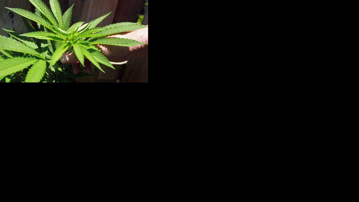 LIFE SRS-MARIJUANA-ELDERLY 2 FL
