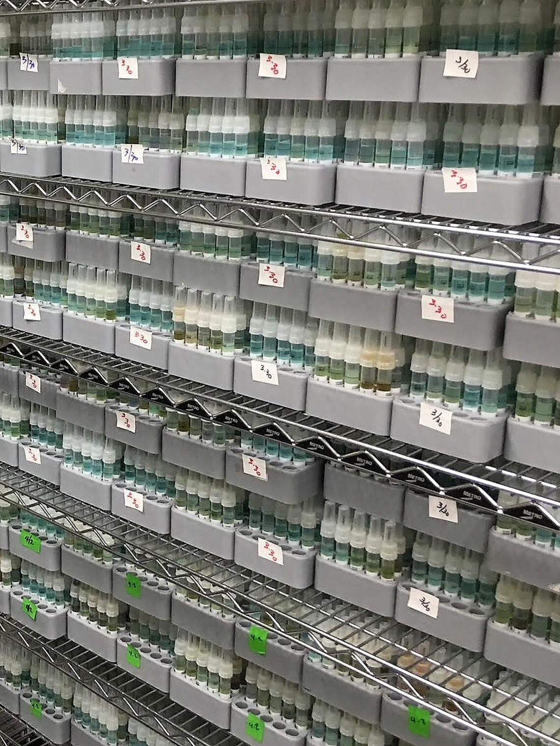 Tubes of human spit await processing at the DNA-analysis lab of Illumina, a California contractor for AncestryDNA, on April 16, 2018.