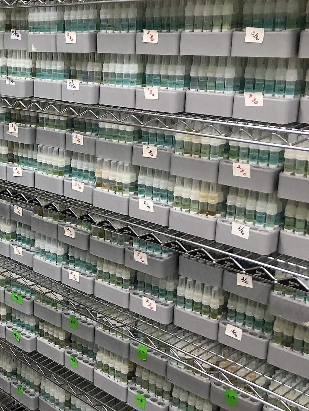 Tubes of human spit await processing at the DNA-analysis lab of Illumina, a California contractor for AncestryDNA, on April 16, 2018.