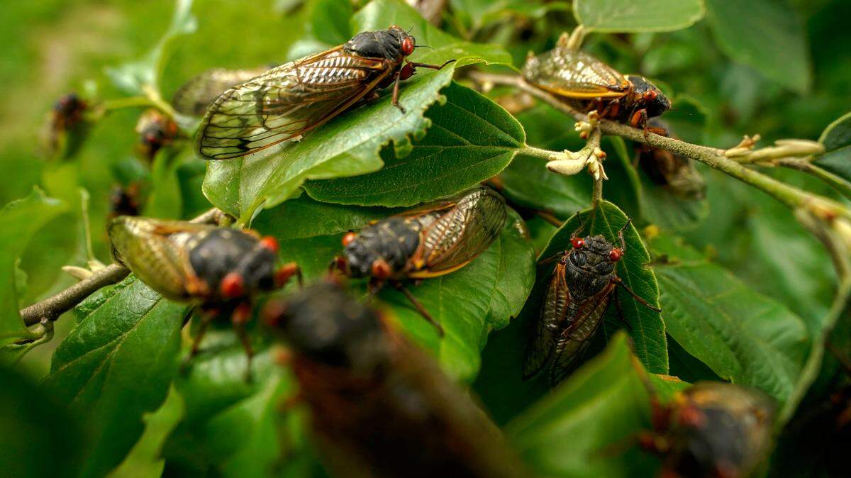 Adult cicadas cover a plant, Monday, May 17, 2021, at Woodend Sanctuary and Mansion, in Chevy Chase, Md. A swarm of cicadas prevented a White House press plane from taking off on time Tuesday. (AP Photo/Carolyn Kaster)