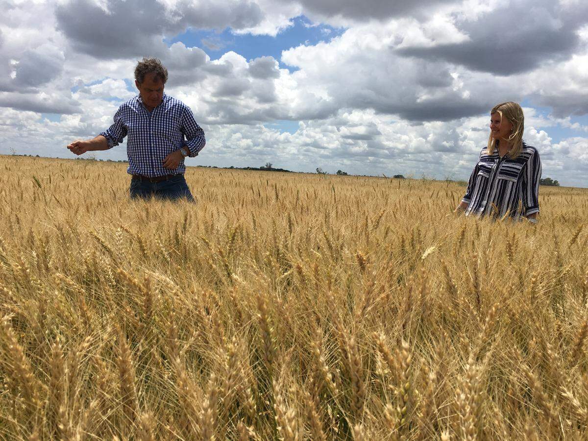 Alejandro and Agnes Carafi, soybean farmers and cattle ranchers, look over a wheat field that will soon be harvested to make room for a new crop of soybeans in Chivilcoy, Argentina. Nov. 28, 2019