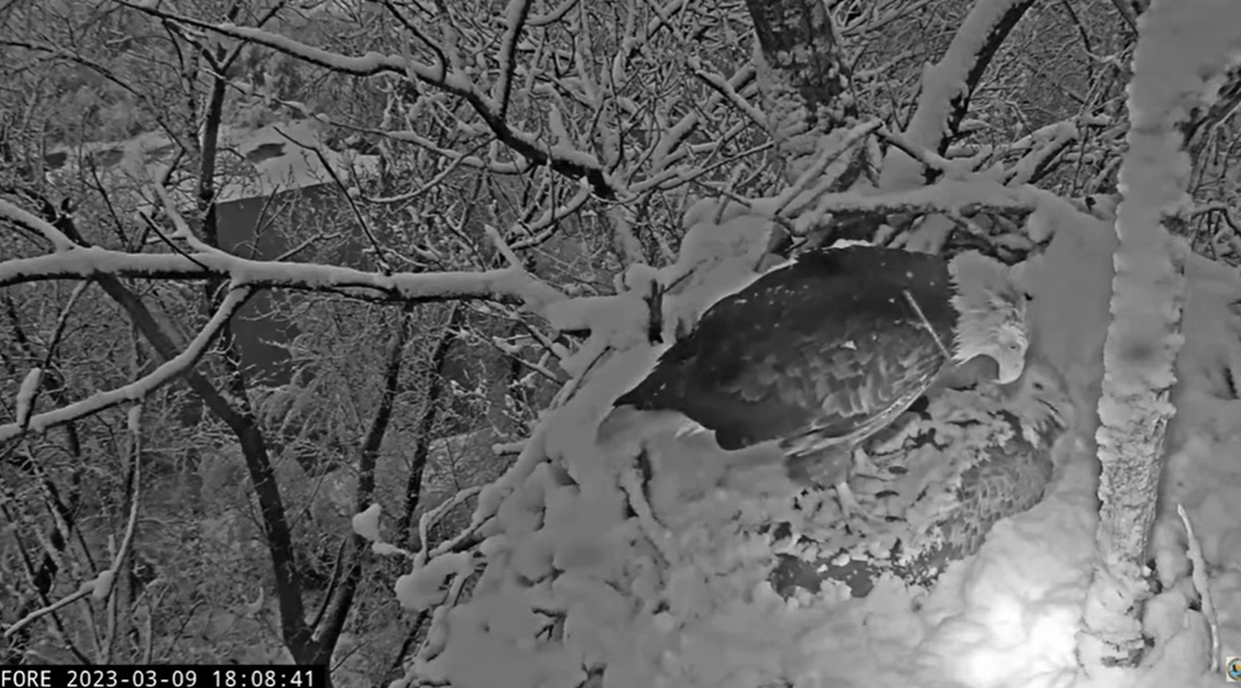 Guardian is seen in this photo standing on Liberty during a snowstorm March 9 in Redding, California.