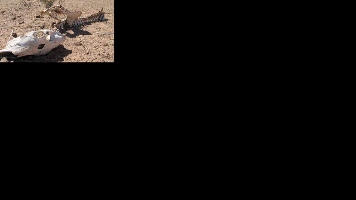 The Tohono O'odham tribal lands are deadly for man and beast.