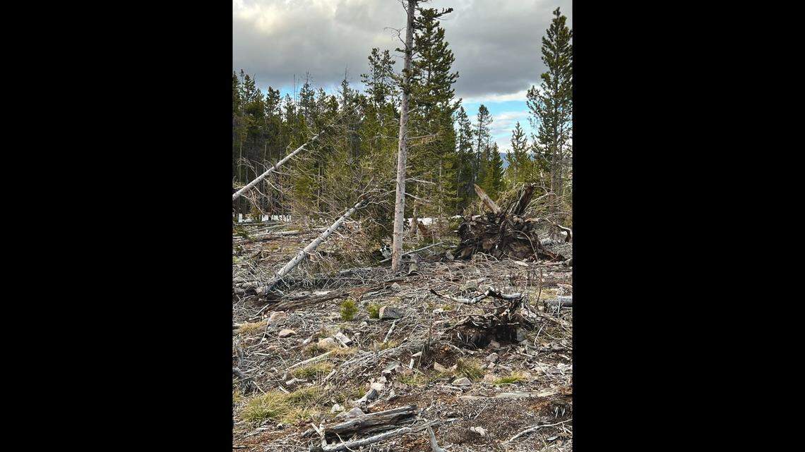 Hiker Zachary Hackett spotted Riley on the mountain and brought the dog back to town.