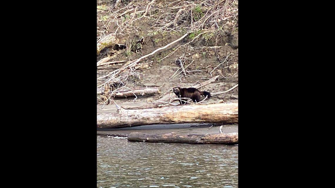 Anglers snapped photos of a wolverine seen March 20 along the Columbia River near Portland, wildlife officials said.