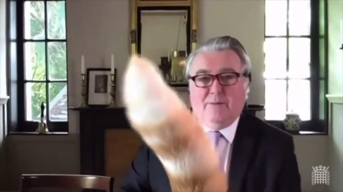 The cat of John Nicolson MP interrupts his UK Parliament committee virtual meeting on July 14, 2020.