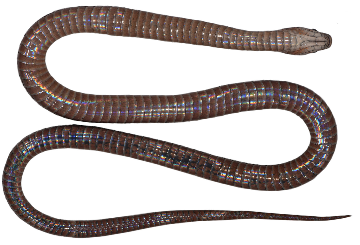 A Rhabdophis hmongorum, or H’mong keelback snake, with its shiny stomach showing.