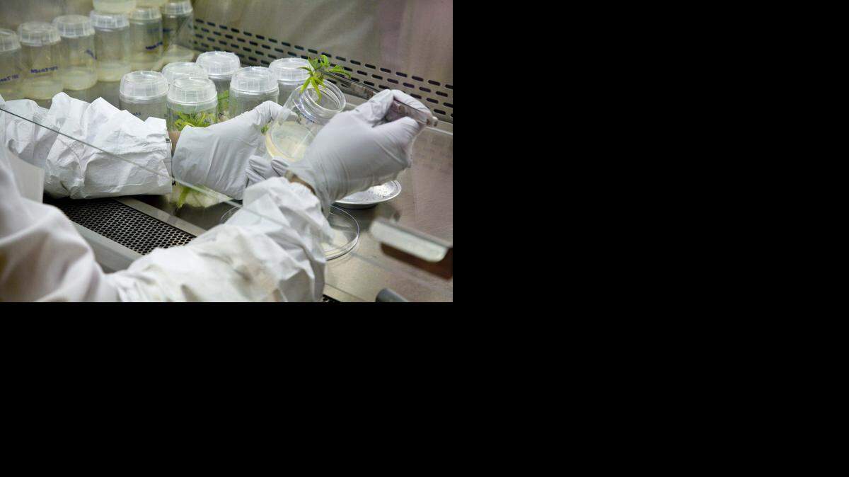 US NEWS MARIJUANA-RESEARCH 5 MCT