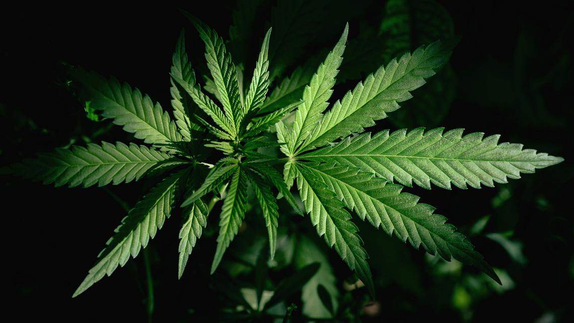 Pot sales booming in Washington during COVID pandemic, report shows
