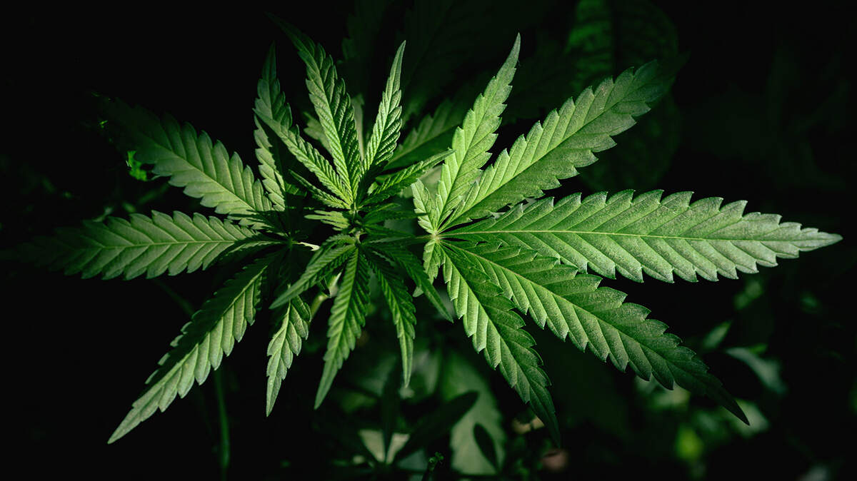 The U.N. removed marijuana from a list of most dangerous drugs. The U.S. House may vote on decriminalizing cannabis, a step President-elect Joe Biden supports. Photo by Getty Images