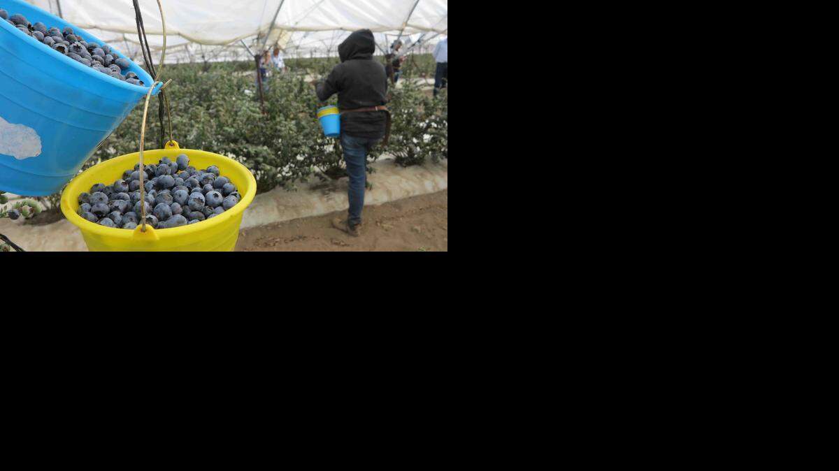 Mexico-berries