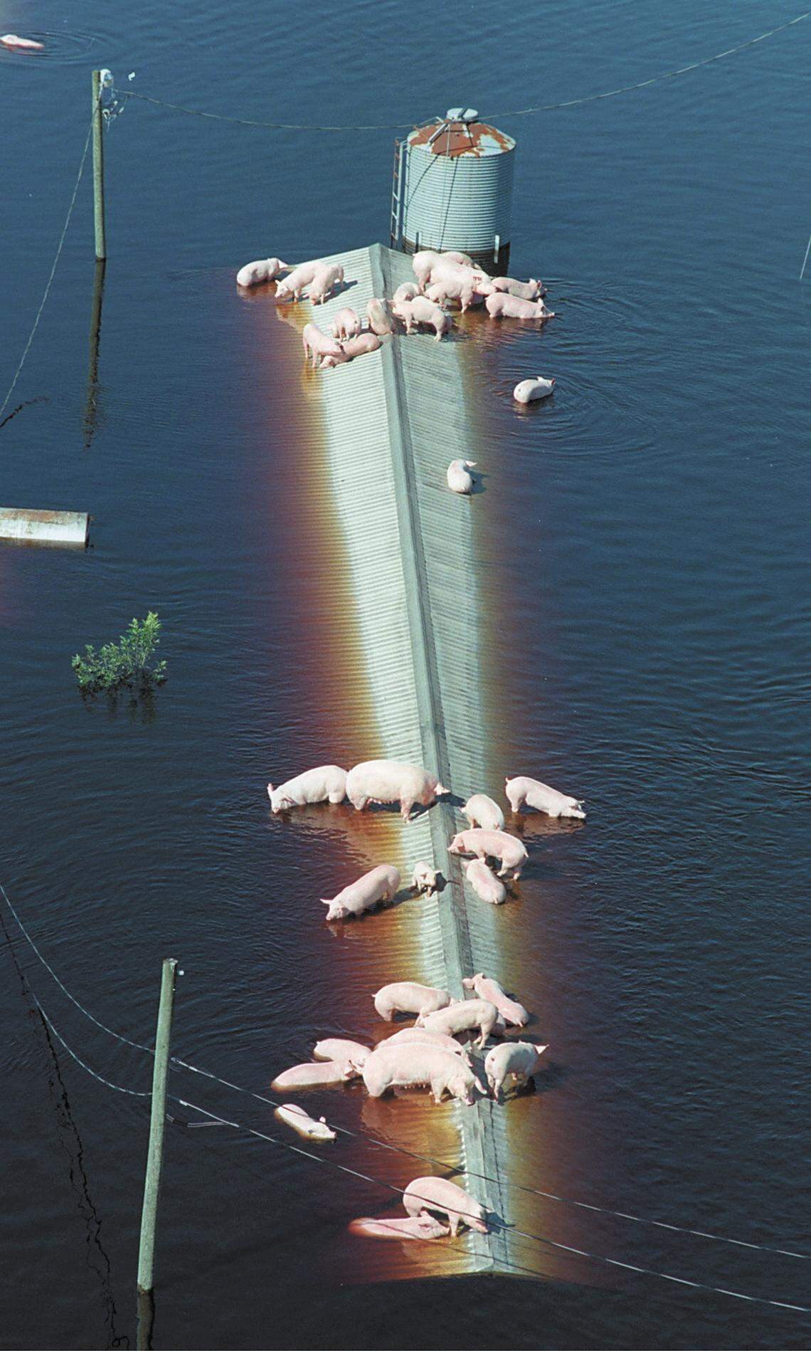 Struggling to stay alive, hogs from a hog farm approximately 10 miles south of Trenton, NC wait for rescue on the roof of a swine barn as  flood waters from the Neuse River claim the hogs too tired to swim anymore following Hurricane Floyd in 1999.