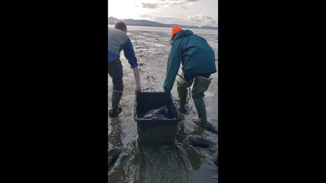 Two employees carry the giant Pacific octopus back into the water at Bay View State Park in Washington.