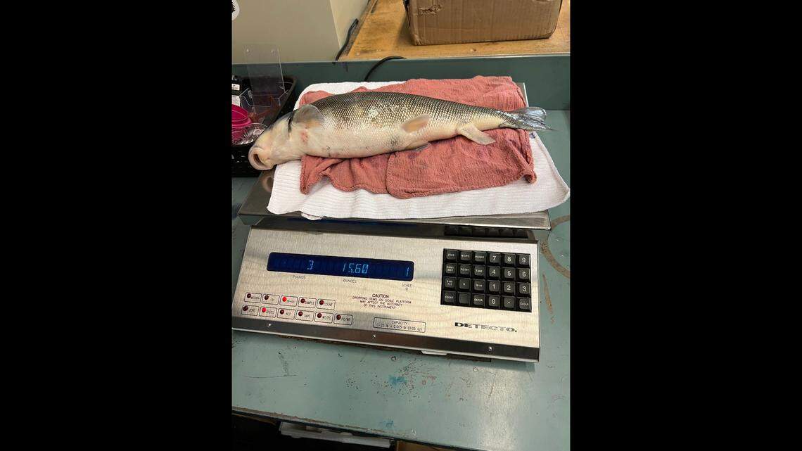 The longnose sucker is shown in this photo. It weighed 3 pounds and 15.6 ounces, officials said.