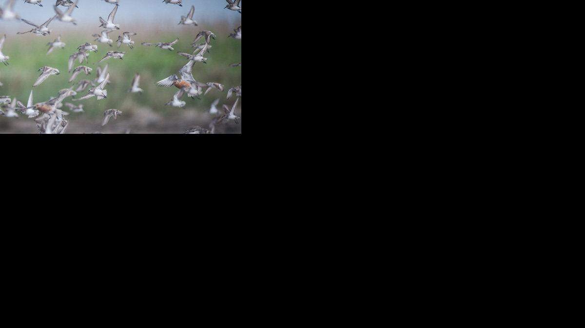 Red-Knot