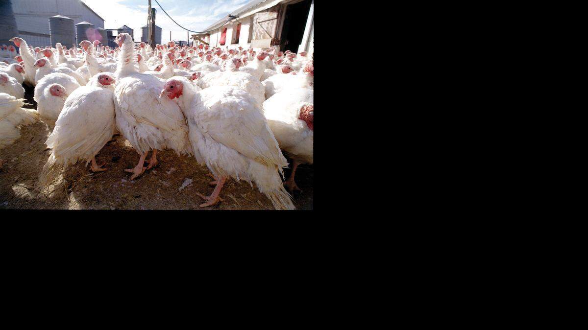 FOOD THANKS-RARETURKEYS 1 TB