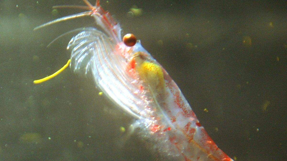 An Antarctic krill floats in a tank in 2005 at the Australian Antarctic Division, in Hobart, Australia. Antarctic krill (euphausia superba) are thought to be the most abundant animal species on Earth, and are a crucial food source for penguins and other marine mammals.