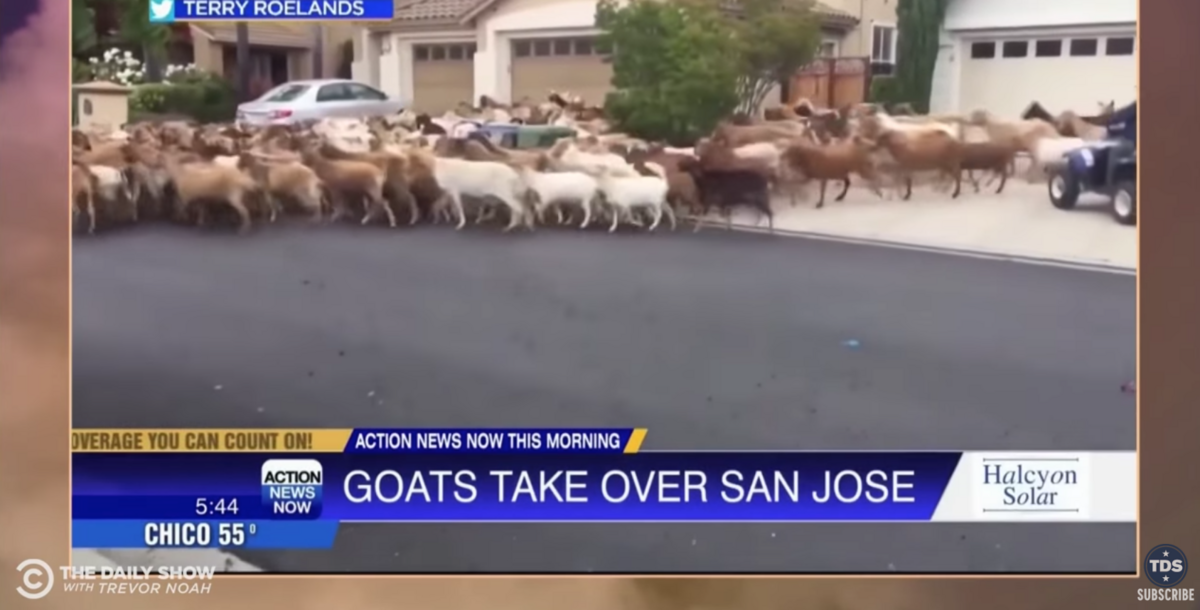 Screenshot of a segment of the Daily Show with Trevor Noah showing goats roaming the streets of San Jose during the coronavirus pandemic.