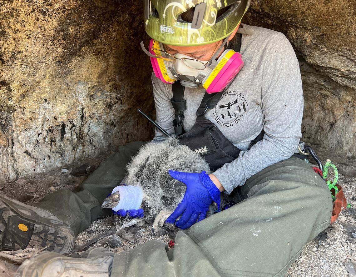 California condor 1215 is seen with a sock over its head as it gets a health check at Pinnacles National Park.