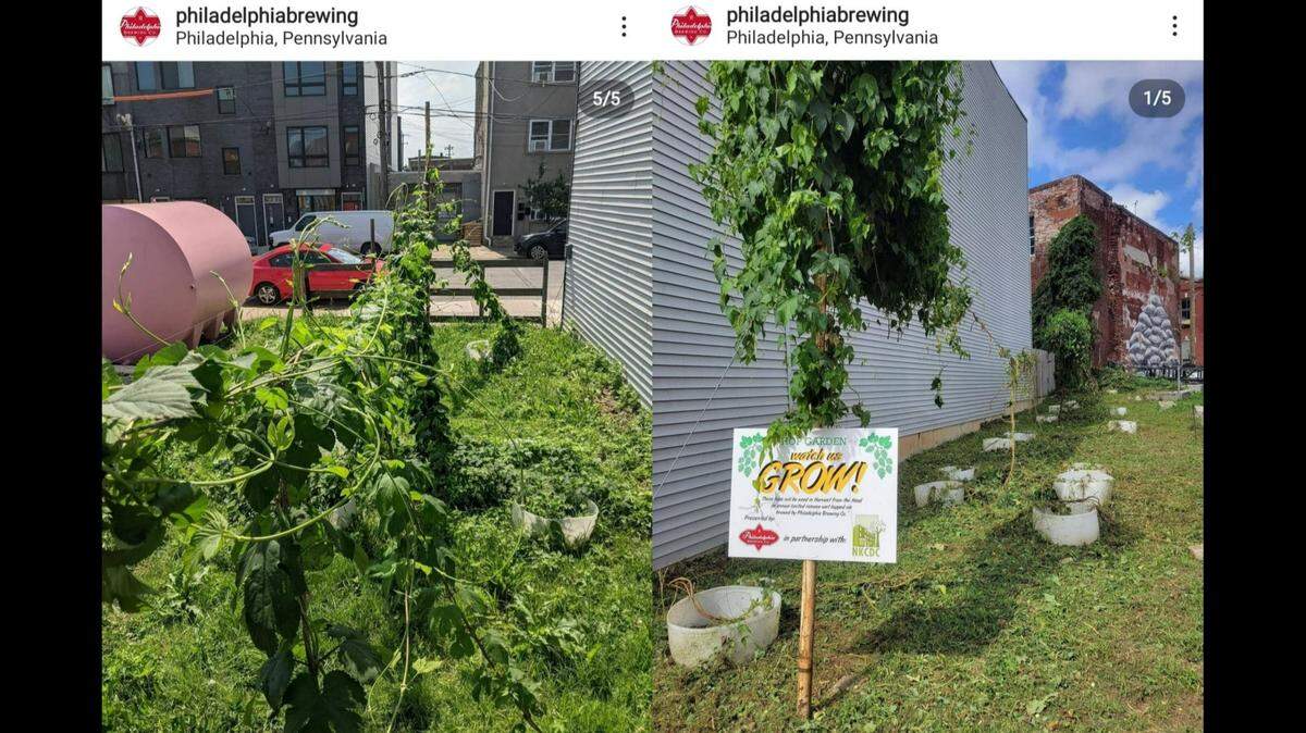 The Philadelphia Brewing Company’s hop garden for a local seasonal beer was mistaken for weeds and chopped down by city workers, the Pennsylvania brewery said.