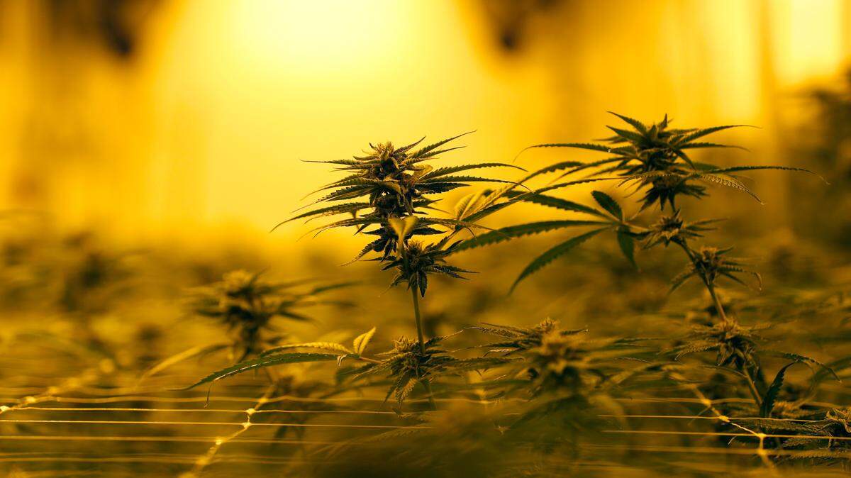 FILE - In this Tuesday, Aug. 6, 2019, file photo file photo, marijuana plants grow under special grow lights in Baton Rouge, La. The U.S. House on Monday passed a weed banking bill. (AP Photo/Gerald Herbert, File)