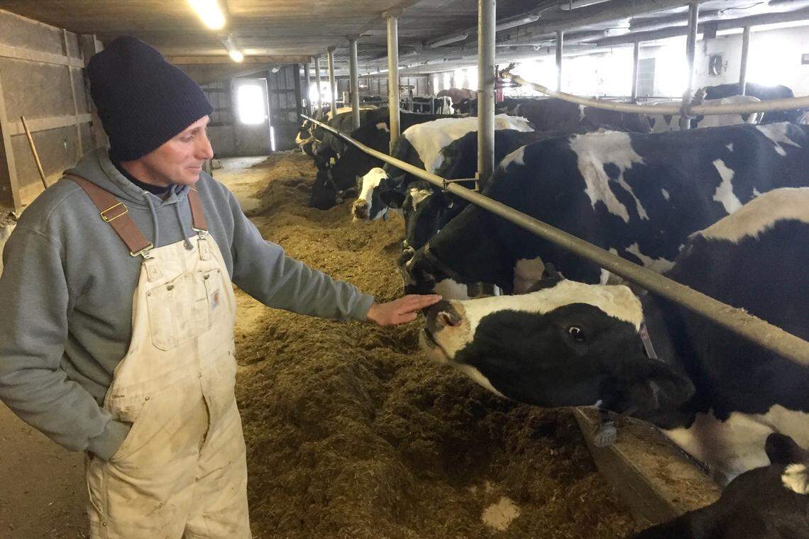 Sensors dangle from the necks of the dairy cattle on Adam Coursen’s farm in Spring Mills. The sensors gather data, such as how much each cow eats and how much milk it produces, and streams it to a computer.