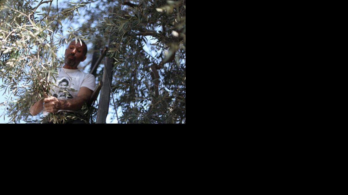 Olive harvest in Qarawat Bani Hassan