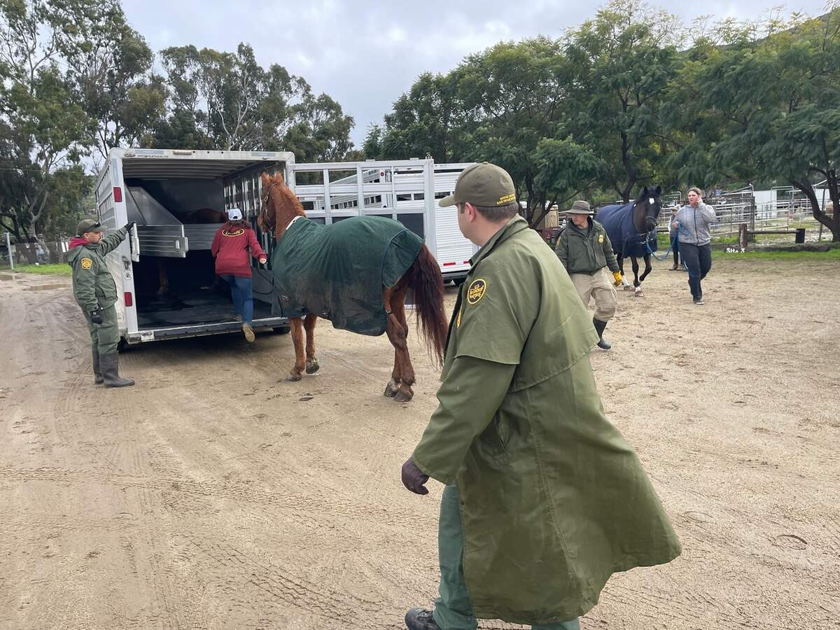 Rescuers saved 27 horses from flood waters in San Ysidro, California, on Jan. 16, 2023.