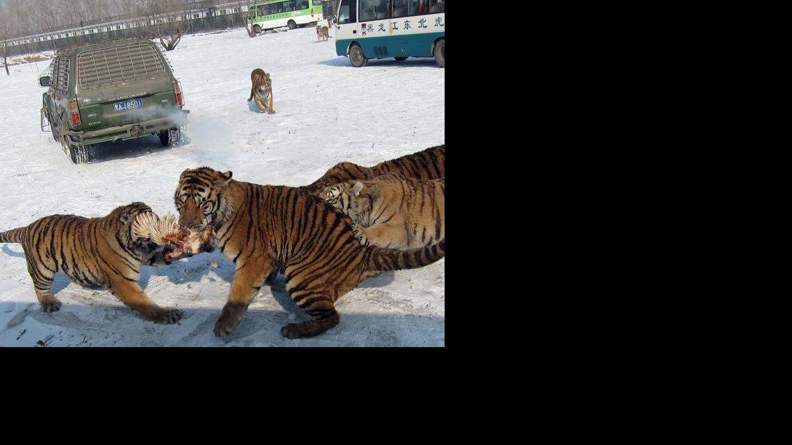 WORLD NEWS CHINA-TIGERS 1 MCT