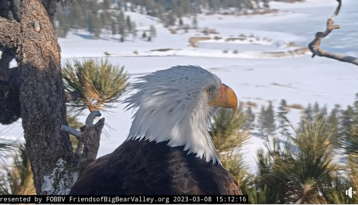 Shadow visits the empty nest March 8, 2023, after ravens eat the unhatched eggs. He sits in the nest for more than two hours before leaving.