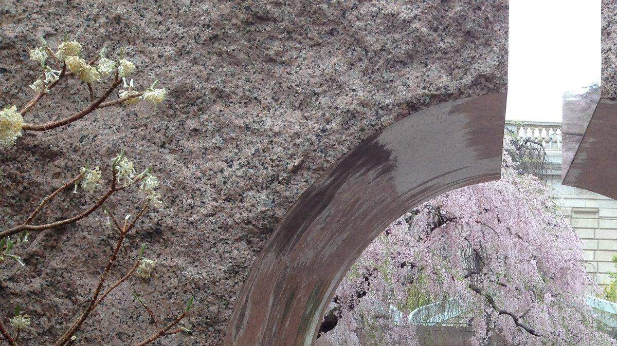 Cherry blossoms through the Freer moongate