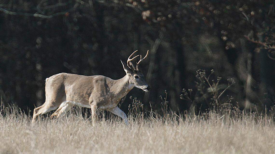 File photo of a deer in Texas. A Wisconsin man rescued from the freezing cold says he was gored by a buck while tracking a deer in the woods.