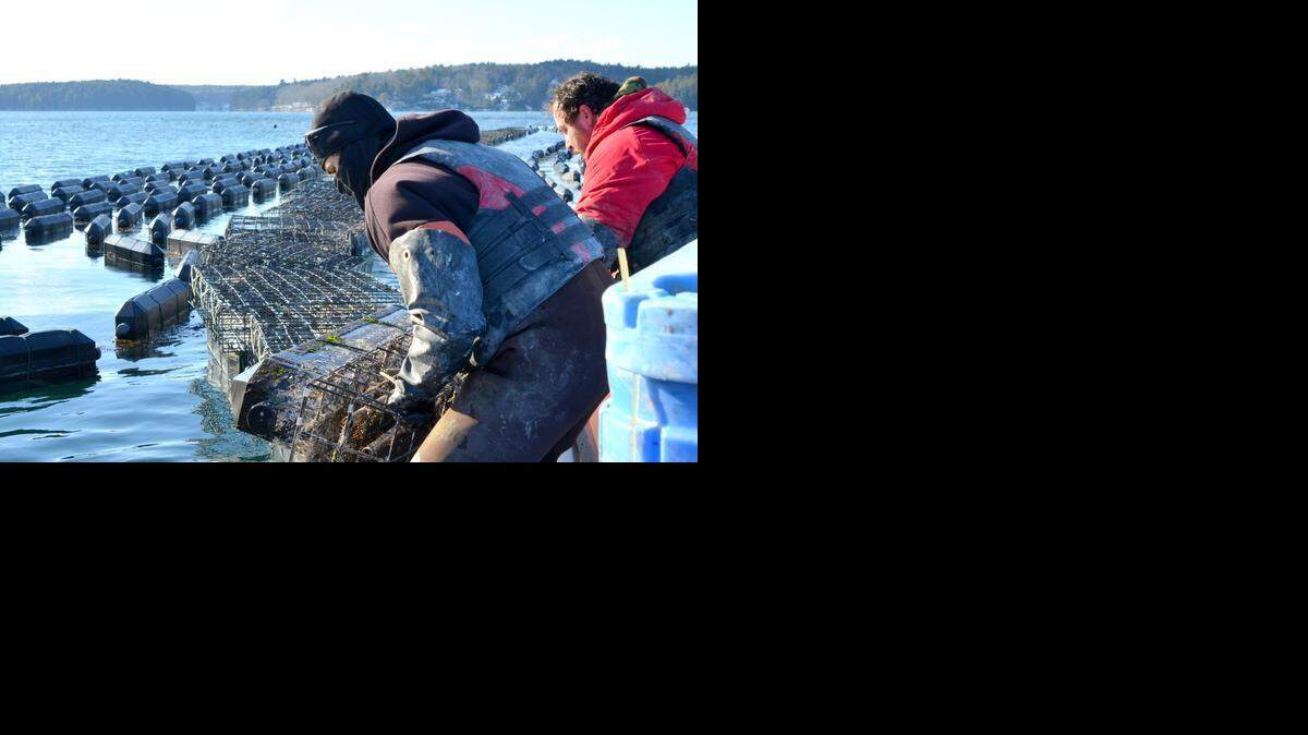 Jeff Auger and Luke Gardiner load bags of oysters from a hatchery into growing cages on the Damariscotta River in Maine on a bitter cold Jan. 7, 2015. They work for Mook Sea Farm, whose owner Bill Mook has studied the impact of ocean acidification on his operation and helped develop a state plan for combating the problem. 
