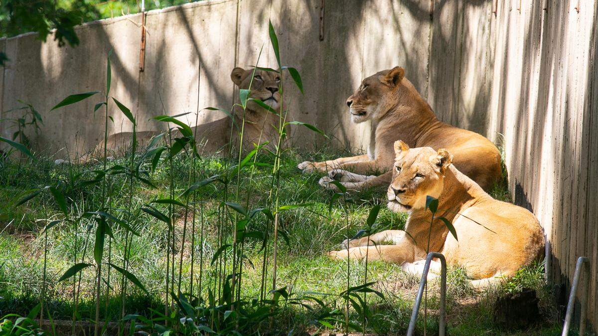 Nine big cats at the Smithsonian’s National Zoo in Washington, D.C. have tested presumptive positive for the coronavirus. The zoo is unsure how they contracted it.