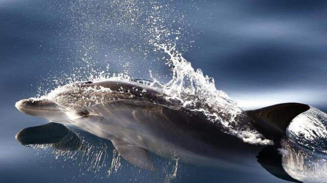 This NC beach town is the best in the US for dolphin-watching, study says