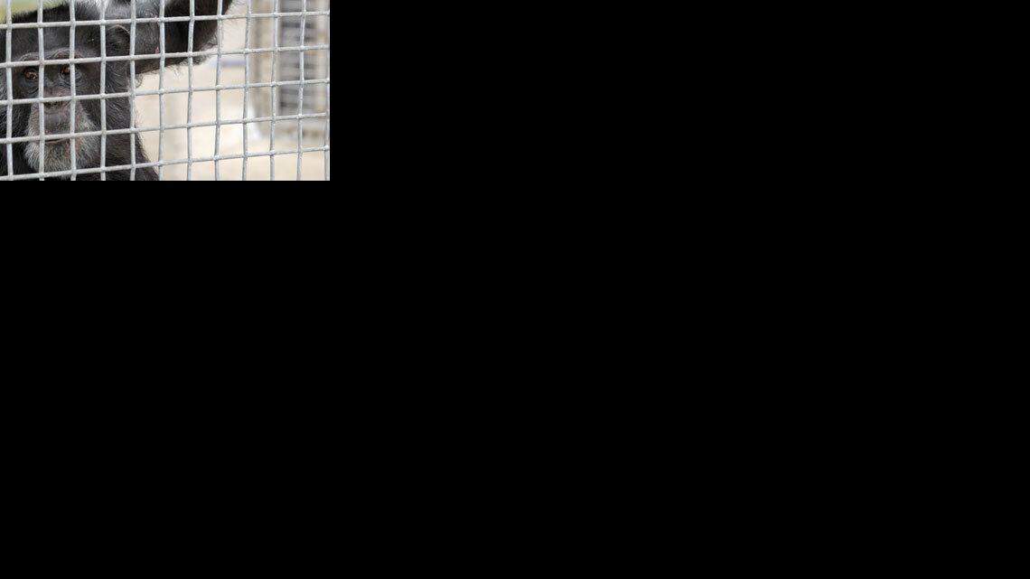 A former research chimpanzee at a sanctuary in Florida.