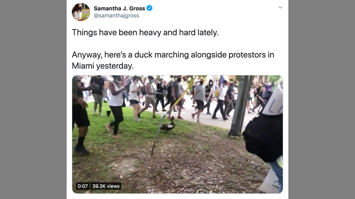 Samantha J. Gross captured a duck waddling through a protest in Miami